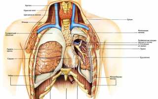 Болят легкие при кашле болит голова температура