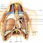 Боль в легких при кашле