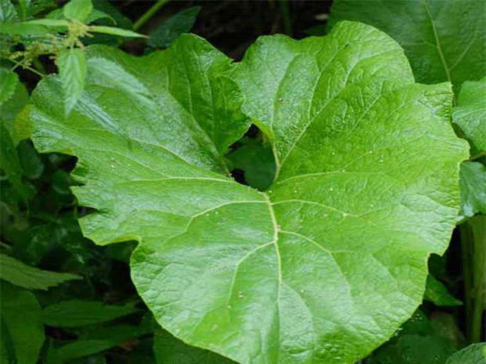 воспаление мышц спины лечение народными средствами