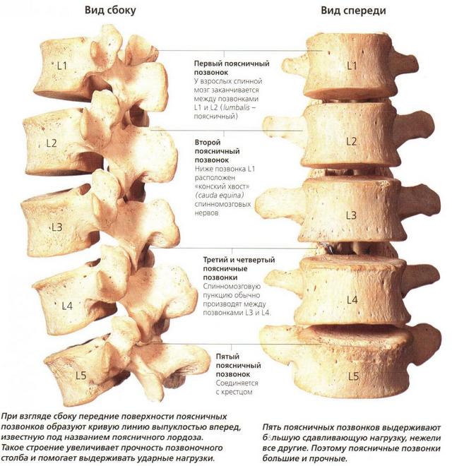 Строение поясничного отдела поистине удивляет своей мощью и в то же время уязвимостью при наличии грыжи
