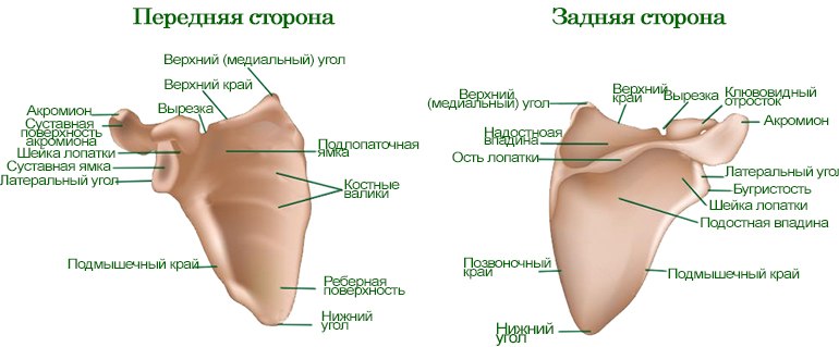 Строение лопатки