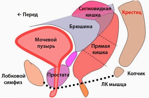 Расположение органов около крестца Расположение органов около крестца