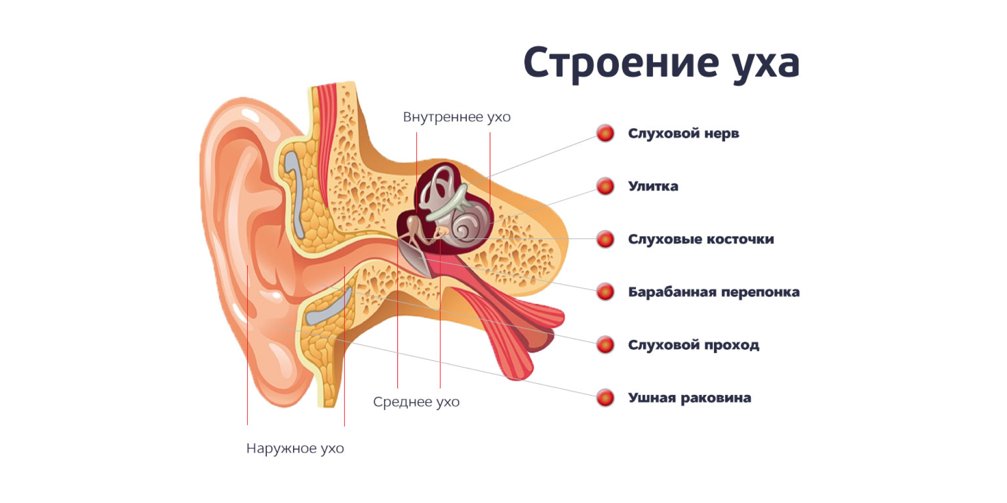 Строение уха Лечение отита: строение уха